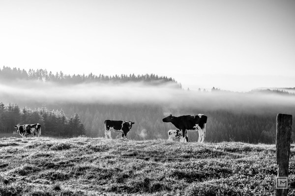 Wake up @ Bouillon-2